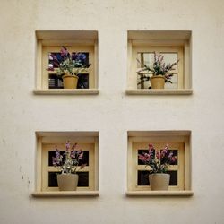 Potted plant on window