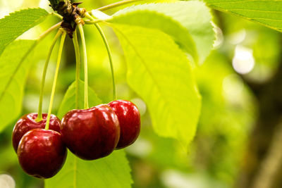 Close-up of strawberry hanging on plant