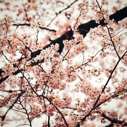 Low angle view of cherry blossom tree