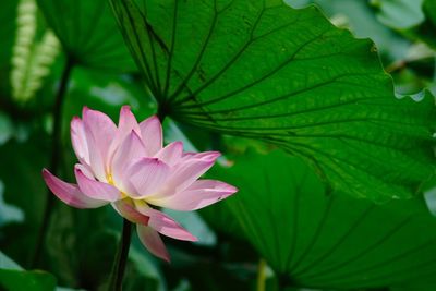 Close-up of pink flower blooming outdoors