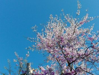 Low angle view of cherry tree against blue sky