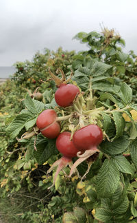 Close-up of tomatoes growing on plant