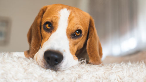 Close-up portrait of dog