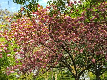 Low angle view of flowers growing on tree