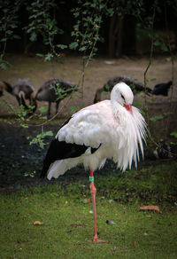 Close-up of bird on land