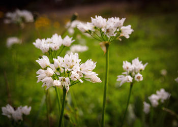 Close-up of white flowers