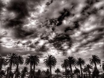 Low angle view of palm trees against cloudy sky