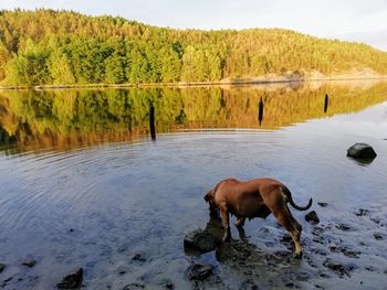 Dog standing at lakeshore against trees