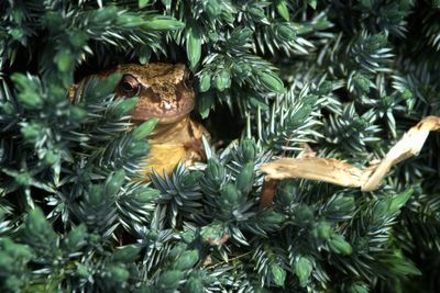 Close-up of christmas tree