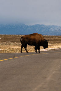 Horse standing on road