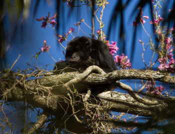 Low angle view of a dog on tree