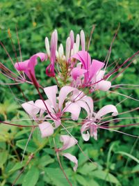 Close-up of pink flowers