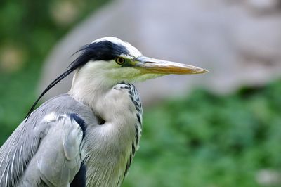 Close-up of gray heron