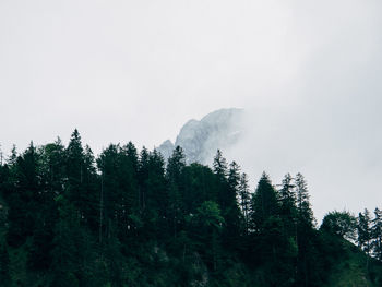 Low angle view of pine trees against sky