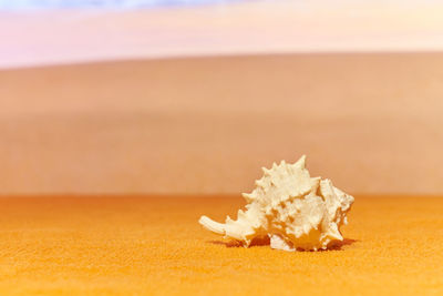 Close-up of apple on table