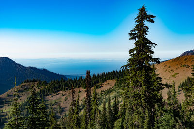 Scenic view of pine trees against blue sky