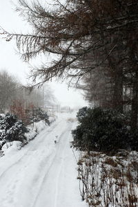 Snow covered road amidst trees against sky