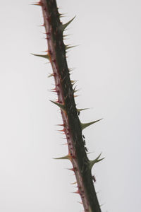 thorns, spines, and prickles