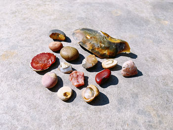 Close-up of seashells