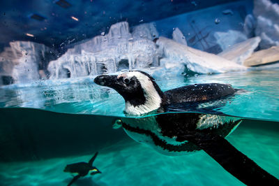 Close-up of penguins swimming in fish tank at aquarium