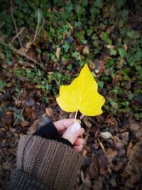 Close-up of hand holding maple leaves