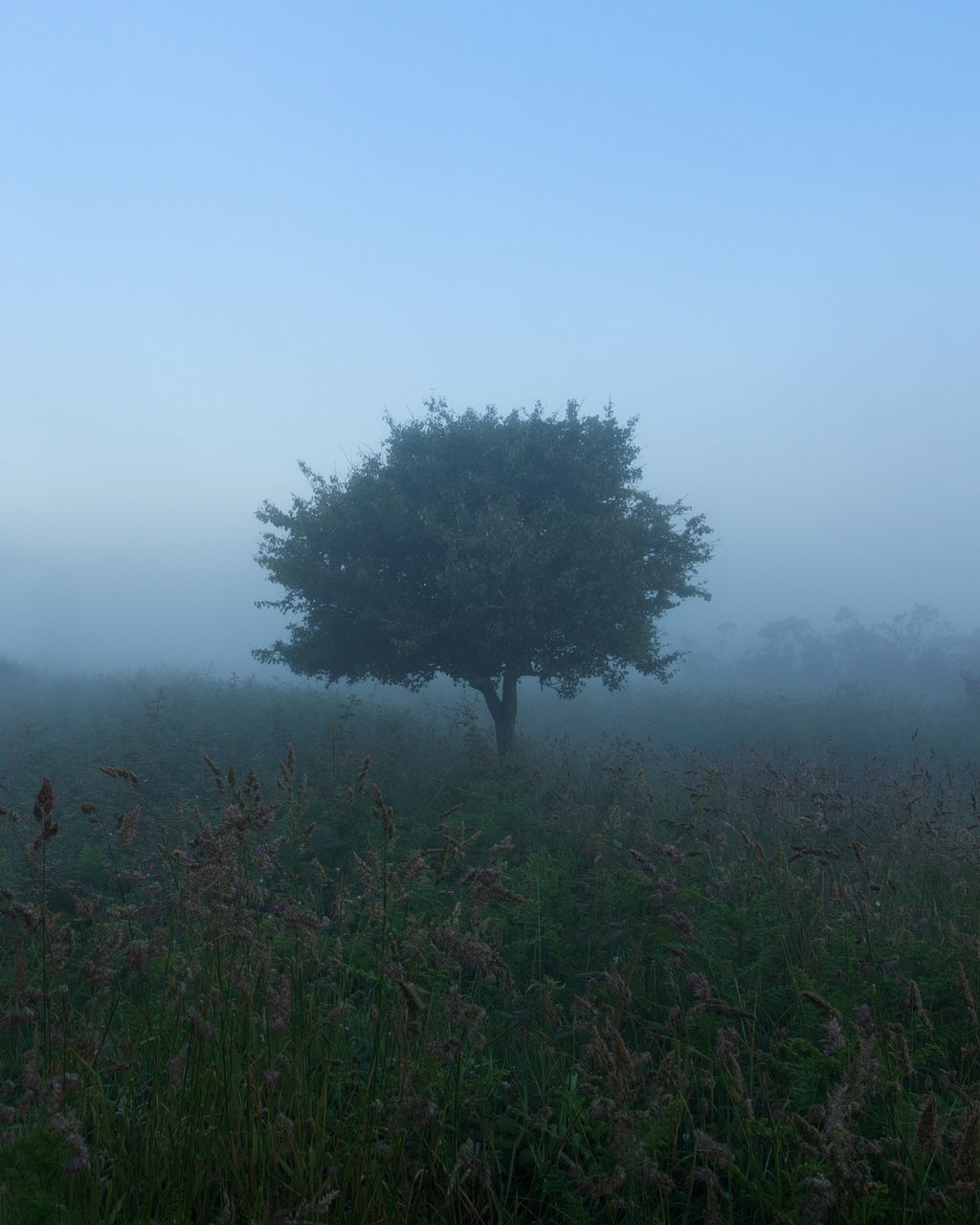 plant, fog, tree, beauty in nature, tranquility, land, growth, field, tranquil scene, sky, nature, environment, landscape, no people, scenics - nature, non-urban scene, grass, day, outdoors, hazy, isolated
