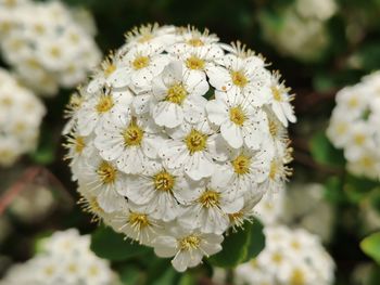 Close-up of white flowering plant