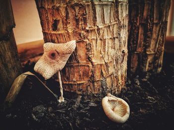 Close-up of lizard on tree trunk