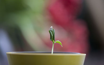 Close-up of plant