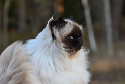 Close-up of a cat