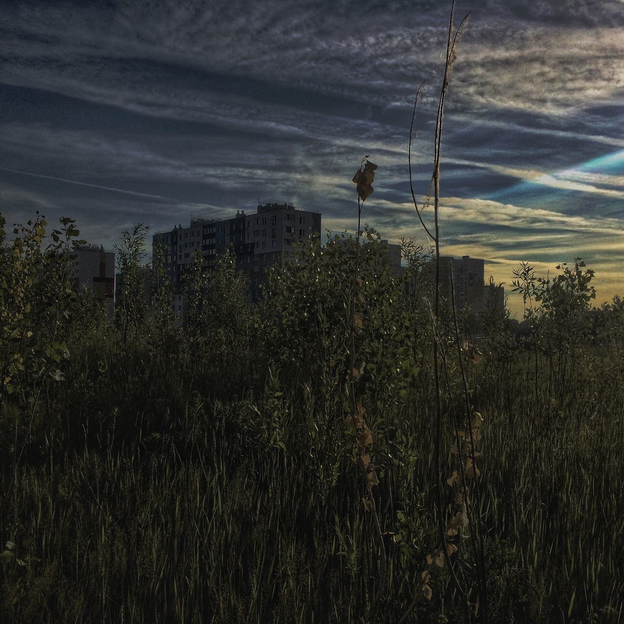 plant, sky, building exterior, tree, built structure, cloud - sky, architecture, nature, growth, no people, beauty in nature, day, land, outdoors, building, field, environment, landscape, grass, city