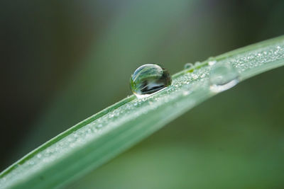 Close-up of water drops on leaf