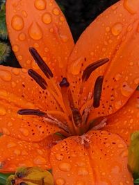 Close-up of raindrops on orange lily