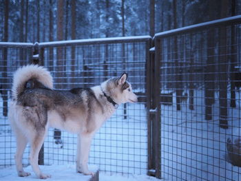 Side view of a dog standing on snow