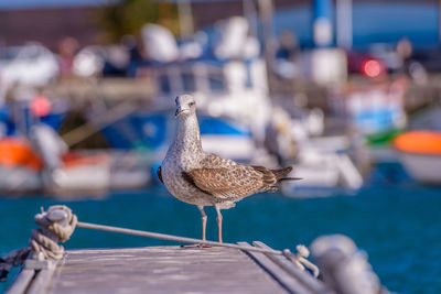 Close-up of seagull perching on harbor against sea