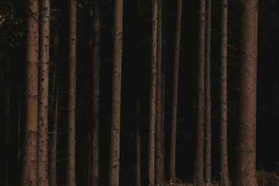 Full frame shot of bamboo trees in forest