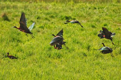 Ibis flying over grassy field