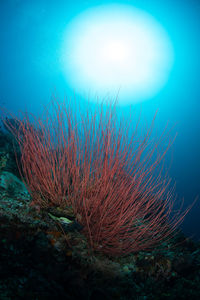 View of fish underwater