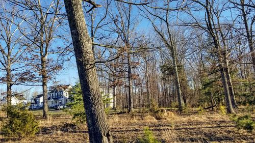 Bare trees in forest against clear sky