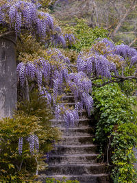 Purple flowering plants