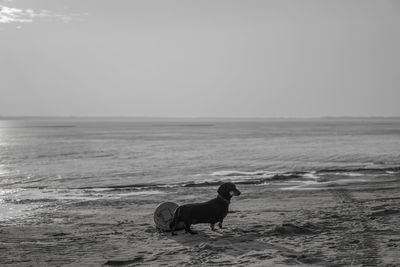 Dog on beach by sea against sky