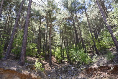 Trees in forest