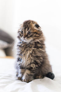 Portrait of kitten sitting on bed