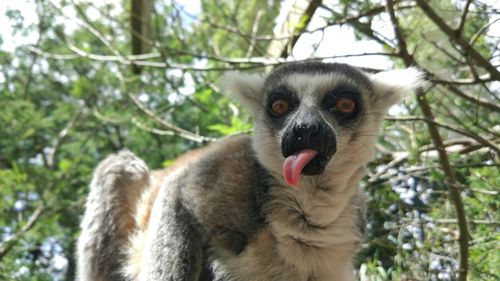 Close-up portrait of a lemur