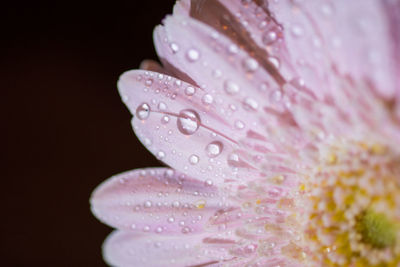 Close-up of wet pink flower against black background