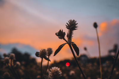 Close-up of silhouette plants on field against sky during sunset