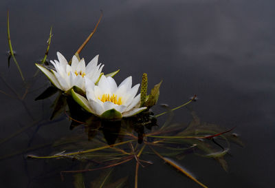 Close-up of white flowering plant