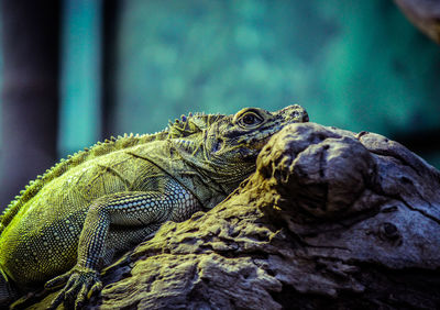 Close-up of lizard