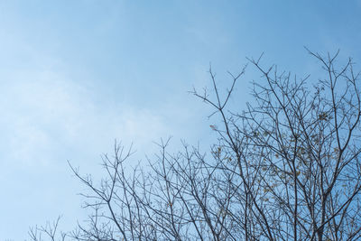 Low angle view of bare tree against sky