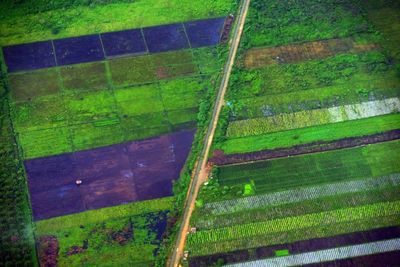 Full frame shot of agricultural field